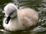 baby swan--not ugly at all, if you ask me!image from fanpop.com